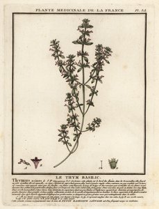 Tomillo de albahaca, Clinopodium acinos.