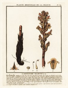 Paja de la cama; Orobanche caryophyllacea. de Unbekannter Künstler