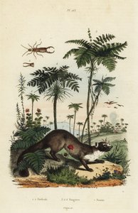 Garduña, Martes foina 7, tijereta, Forficula auricularia 1,2, y variedades de helecho, especies de Filices 3-6
