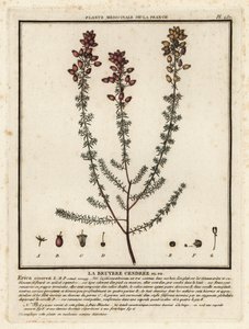 Brezo de campana, Erica cinerea. de Unbekannter Künstler
