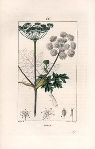 Berce ou charavie - Grabado de Lambert fils, a partir de un dibujo de Pierre Jean Francois Turpin (1775-1840), de La flore medicale, de Chaumeton, Poiret et Chamberet, París 1830 - Hierba de las vacas, Heracleum sphondylium - Grabado de Lambert J
