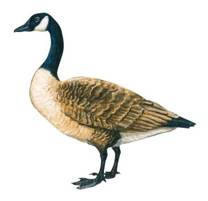 Bernache du Canada - Ganso canadiense (Branta canadensis) de Unbekannter Künstler