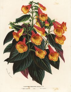 Cultivar Achimenantha x naegelioides bicolor (Plectopoma naegelioides bicolor). Litografía coloreada a mano de la obra de Louis van Houtte y Charles Lemaire Flores de los jardines e invernaderos de Europa, Flore des Serres et des Jardins de l