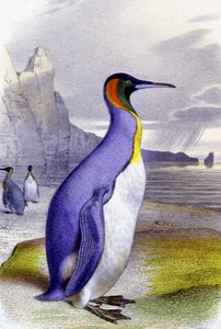 Gran pingüino, c.1850 (litografía) de Unbekannter Künstler