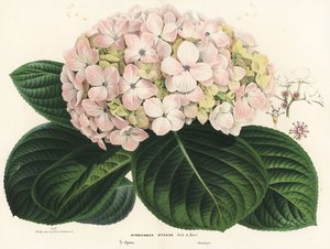 Hortensia de hoja grande, Hydrangea macrophylla (Hydrangea otaksa). Litografía coloreada a mano de la obra de Louis van Houtte y Charles Lemaire Flores de los jardines e invernaderos de Europa, Flore des Serres et des Jardins de l