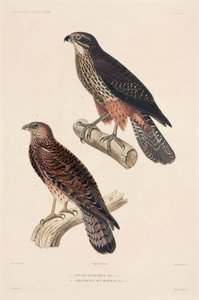 Aves de rapiña de Unbekannter Künstler