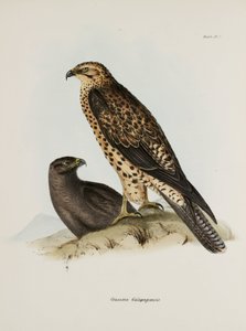 Aves de presa, Islas Galápagos, c. 1832-1836 de Unbekannt