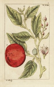 Naranja amarga o sevillana, Citrus x aurantium. de Unbekannter Künstler