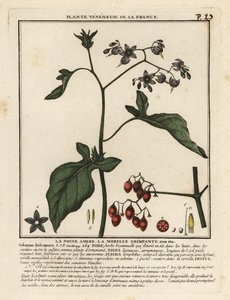 Solanum dulcamara, la belladona. de Unbekannter Künstler