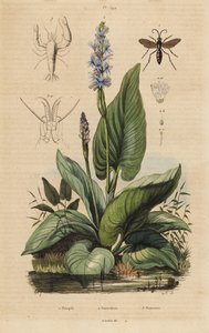 Avispa araña de bandas negras, Anoplius viaticus 1, pontederia, Pontederia cordata 2, y camarón vigilante, Anchistus custos 3 de Unbekannt