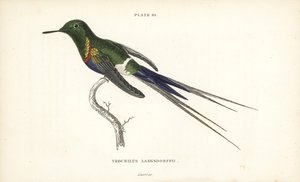 Discosura langsdorffi (Colibrí de Langsdorff, Trochilus langsdorffii). Grabado en acero coloreado a mano por William Lizars de la Naturalist