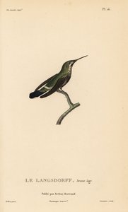 Cola de espina negra, Discosura langsdorffi (Ornismya langsdorfii). Inmaduro. Grabado en acero coloreado a mano por Coutant a partir de una ilustración de Jean-Gabriel Pretre de la obra de René Primevere Lesson Natural History of the Colibri Genus of Hummi de Unbekannter Künstler