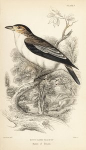 Tityra coroninegra, Tityra inquisitor (Rufos-eared black-cap, Psaris erythrogenys). Grabado en acero coloreado a mano por William Lizars a partir de una ilustración de William Swainson de la Naturalist