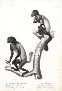 Uakari de cabeza negra, Cacajao melanocephalus ouakary (Brachyurus ouakari) y saki barbudo de dorso marrón, Chiropotes israelita (Brachyurus israelita). Litografía de Karl Joseph Brodtmann de la Historia natural ilustrada de los animales de Heinrich Rudolf