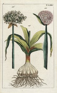 Ajo negro (ajo negro), Allium nigrum 186, y cebolla, Allium cepa, bulbo 187 y flor 188. Grabado en cobre coloreado a mano de una ilustración botánica de "Unterhaltungen aus der Naturgeschichte" (Enciclopedia de Historia Natural) de G. T. Wilhelm.