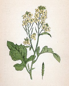 Mostaza negra (Brassica nigra) (black mustard) Lámina botánica del "Atlas colorie des plantes medicinales" de Paul Hariot de Unbekannter Künstler