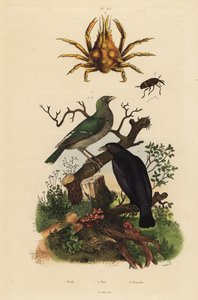 Oriole negro, Oriolus hosii 1, oriole verde, Oriolus flavocinctus 1a, cangrejo araña de cuatro cuernos, Pisa tetraodon 2, escarabajo gorgojo, especies de Pissodes 3 de Unbekannt