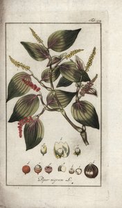 Plato de pimienta negra (Piper nigrum). Litografía de "Afbeelding der Artseny-Gewassen" de Johannes Zorn (1739-1799), Países Bajos.