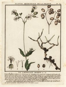 Campión de vejiga, Silene vulgaris.
