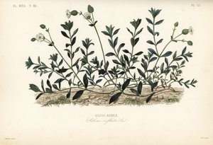 Silene vulgar, Silene vulgaris de Unbekannt