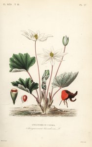 Sanguinaria, Sanguinaria canadensis de Unbekannt