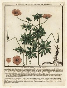 Pico de grulla sangriento, Geranium sanguineum. de Unbekannter Künstler