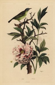 Cola de abanico de cabeza azul, Rhipidura cyaniceps 1 y peonía, Paeonia suffruticosa 2 de Unbekannt