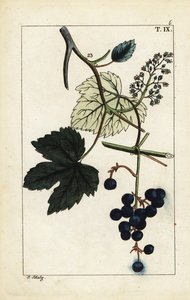 Uvas azules en la vid, Vinis vitifera. de Unbekannter Künstler