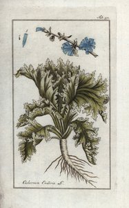 Botánica: Escarola, Cichorium endivia. Grabado botánico en cobre coloreado a mano de la obra de Johannes Zorn "Afbeelding der Artseny-Gewassen", Jan Christiaan Sepp, Amsterdam. de Unbekannter Künstler