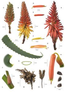 Tablero botánico / Aloe arborescens