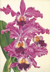 Lámina botánica/Cattleya labiata var. Perfecta/Lindenia de Unbekannt
