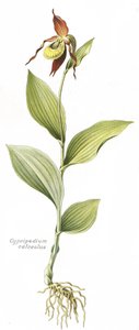 Lámina botánica/Cypripedium calceolus/Zapato de Venus de Unbekannt