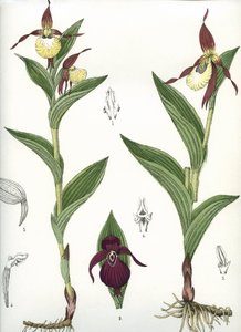 Lámina botánica/Cypripedium calceolus/Zapatilla de Venus de Unbekannt