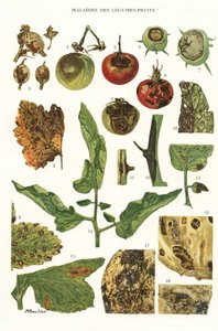 Lámina botánica/Enfermedades de frutas y vegetales