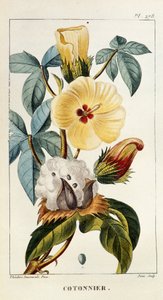 Lámina botánica de Gossypium sp, algodón