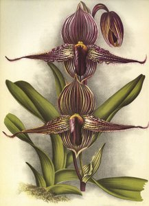 Lámina botánica/Paphiopedilum rothschildianum/Lindenia de Unbekannt