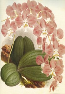 Lámina botánica/Phalaenopsis sanderiana/Lindenia de Unbekannt