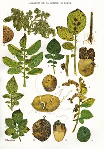 Lámina botánica/Enfermedades de la papa/Solanum tuberosum de Unbekannt