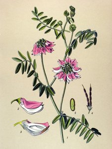 Tabla botánica, Planta: Coronilla bigarree (Coronilla varia) de Unbekannter Künstler