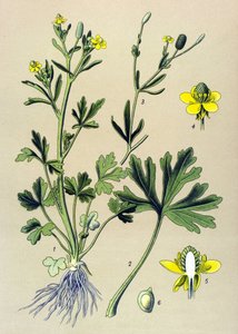Tabla botánica. Venenosa (tóxica): Ranúnculo acelerado o ranúnculo de hoja de apio (Ranunculus sceleratus) de Unbekannter Künstler