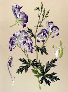Tabla botánica. Planta venenosa (tóxica) y medicinal: Aconitum variegatum