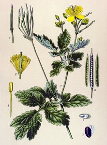 Tabla botánica. Planta venenosa (tóxica) y medicinal: Chelidoina o quelidoína grande (Chelidonium majus)