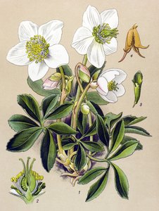 Tabla botánica. Planta venenosa (tóxica) y medicinal: Rosa de Navidad (Helleborus niger) de Unbekannter Künstler