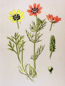 Tabla botánica. Planta venenosa (tóxica) y medicinal: Adonis de verano (Adonis aestivalis)