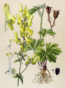 Tabla botánica. Planta venenosa (tóxica) y medicinal: Matalobos o matalobos (Aconitum lycoctonum) de Unbekannter Künstler