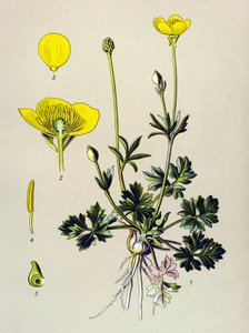 Tabla botánica. Planta venenosa (tóxica): Ranúnculo bulboso o brote dorado (Ranunculus bulbosus)