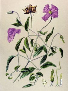 Tabla botánica. Planta venenosa (tóxica): Clemátide falsa o vid falsa (Clematis viticella) de Unbekannter Künstler
