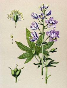 Tabla botánica. Planta venenosa (tóxica): Dolphinella staphysegar (Delphinium staphysagria) de Unbekannter Künstler