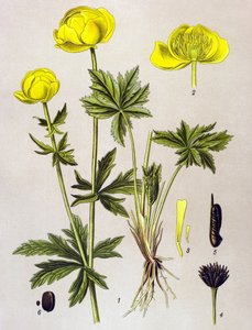 Tabla botánica. Planta venenosa (tóxica): Troll europeo (Trollius europaeus)