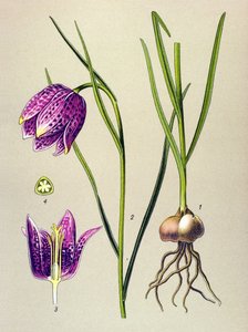 Tabla botánica. Planta venenosa (tóxica): gallina de Guinea o "guinea fowl" (Fritillaria meleagris) de Unbekannter Künstler
